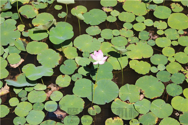 “荷風(fēng)送香氣，竹露滴清響”洛陽隆中重工2019年度員工旅游活動(dòng)--登封大熊山仙人谷一日游